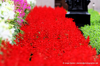 Flowerbed