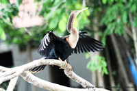 Tortuguero Wildlife