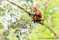 Tortuguero Wildlife