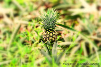 What a pineapple!!